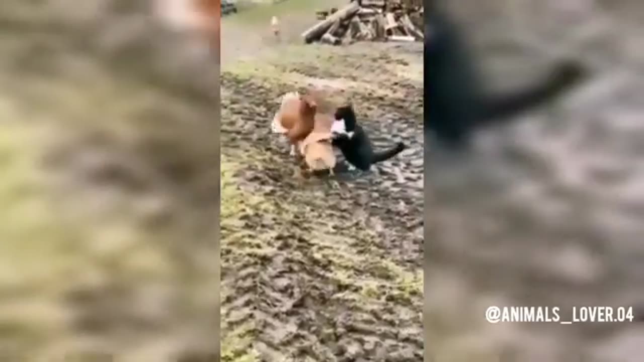Funny animal videos 😂