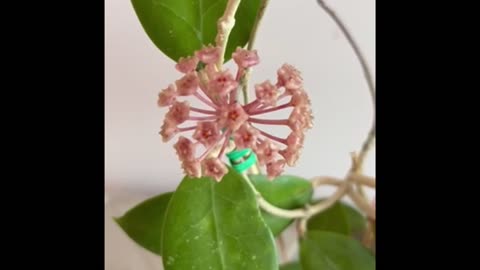 Hoya parasitica plant blooming with pink flowers dripping with rich nectar