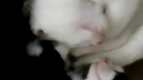 Purrrfect balance