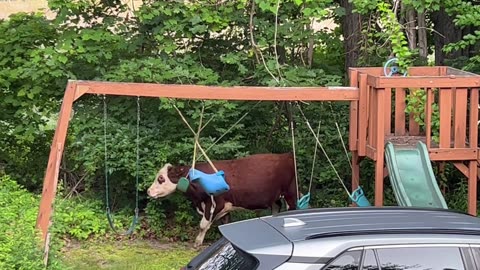 🤣🐄 Neighbor’s Cows On The Loose Again - Chaos Ensues! | FunFM