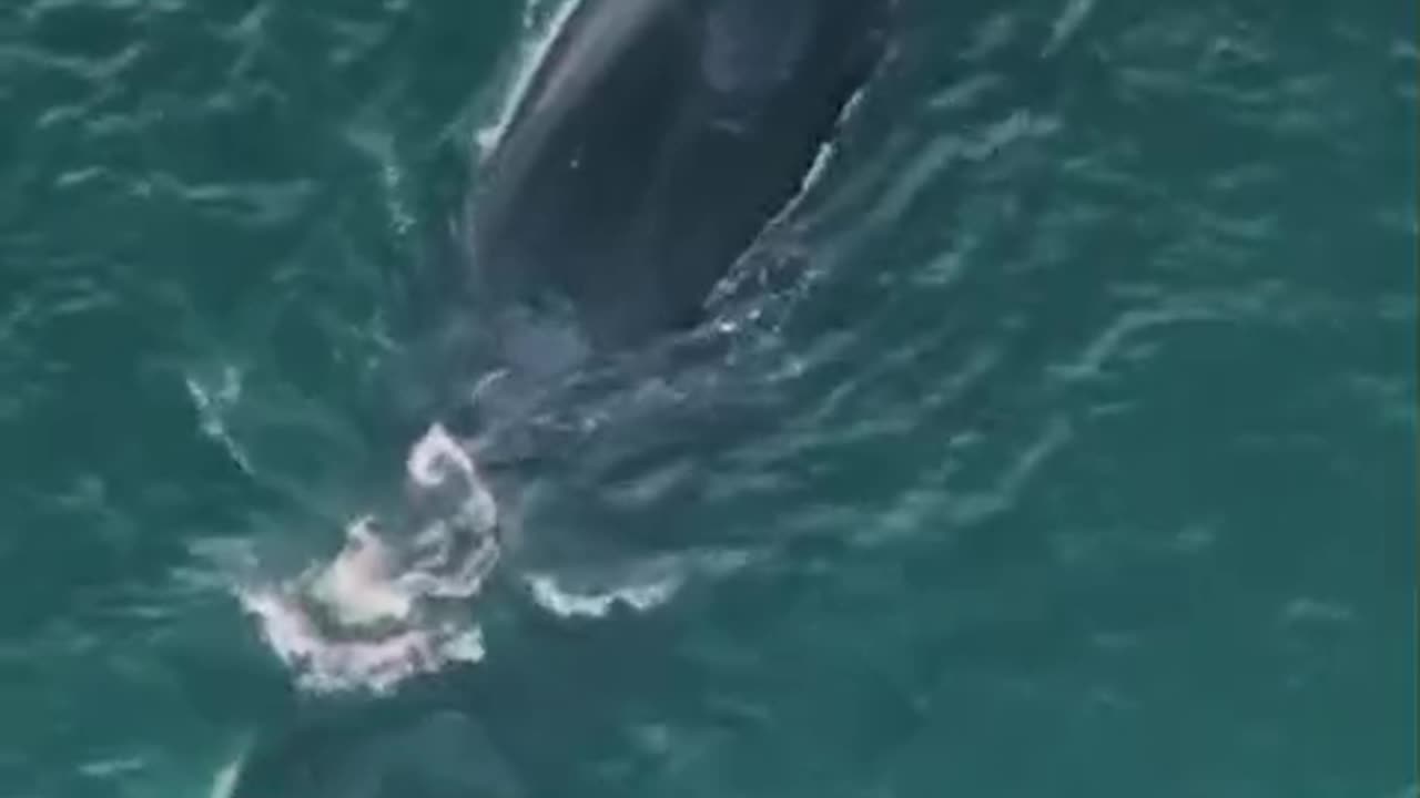 Humpback whale