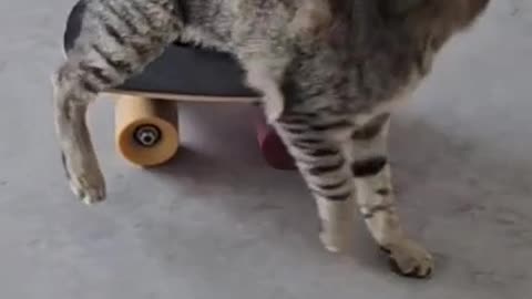 This is just an incredible cat