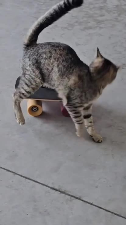 This is just an incredible cat