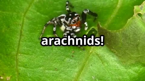 🕷️💥 Jumping Spiders – Tiny Hunters with Big Brains! 🧠🎯