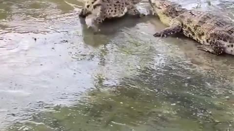 🤯✨ Crocodile Born Without A Tail: A Congenital Miracle! | FeedMyCuriosity