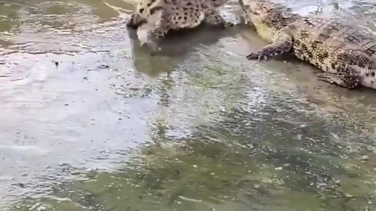 🤯✨ Crocodile Born Without A Tail: A Congenital Miracle! | FeedMyCuriosity