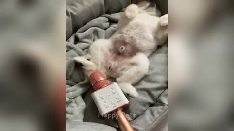 funny animal videos🤣😁🤣😁🤣😁🤣