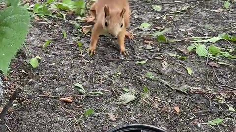 The squirrel chose a walnut #squirrels #squirrels