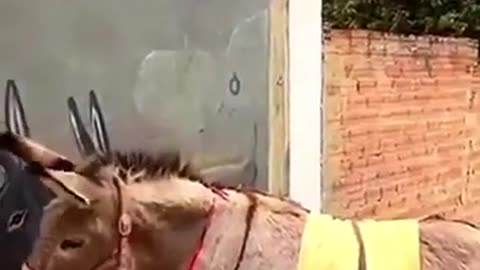 ✨😂 Donkey Mistakes Street Art For Its Own Kind & Interacts! | FeedMyCuriosity
