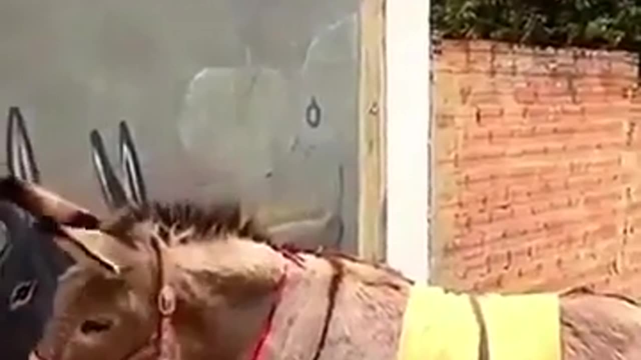 ✨😂 Donkey Mistakes Street Art For Its Own Kind & Interacts! | FeedMyCuriosity
