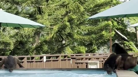 Monkey Troop Chase Tourist Out Of Pool