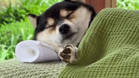 Puppy therapy
