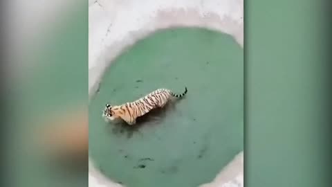 When Animals Face Off Against the Wrong Foe | #13