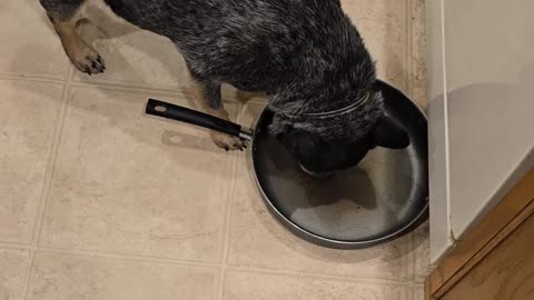 Helping clean the dishes