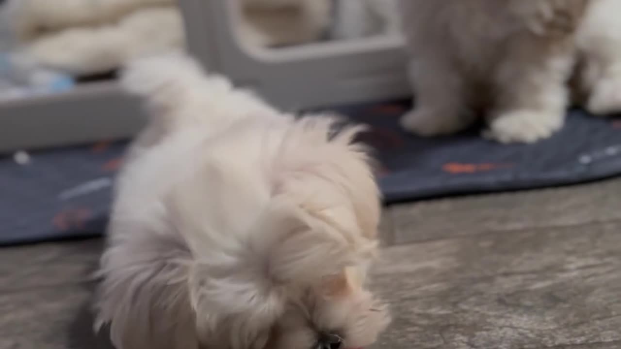 😂🍦 Pups vs. Frozen Blueberries! | FunFM