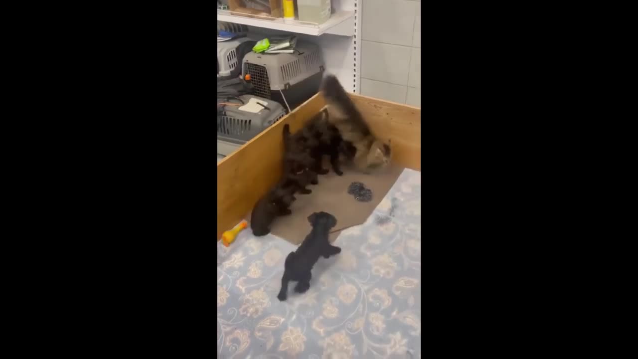 😂🐶 Cat Swarmed by Adorable Puppy Chaos! | FunFM