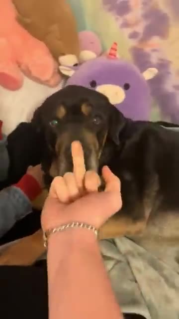 “Dogs in 2025 Be Like… 😂 #Relatable”