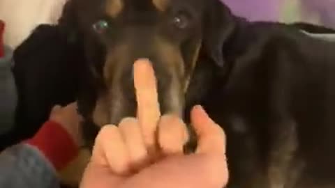 “Dogs in 2025 Be Like… 😂 #Relatable”