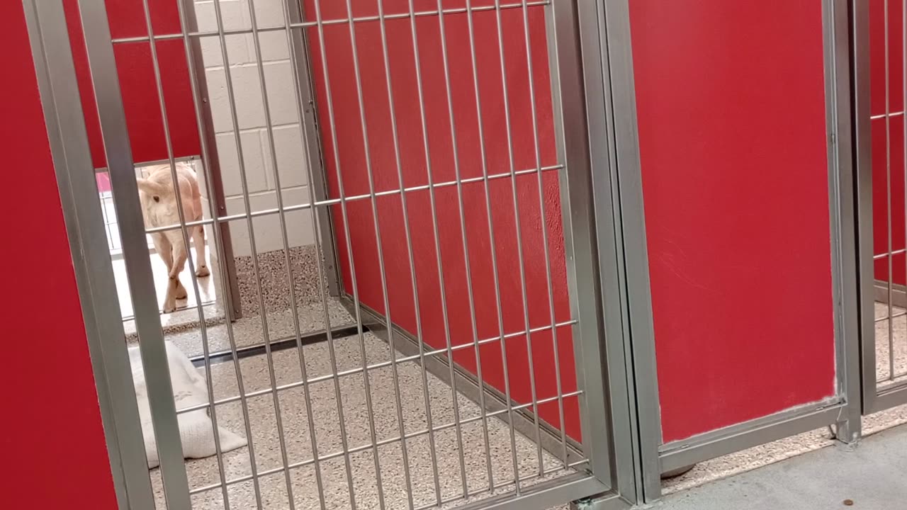 Blue Suede 5y A858834 kennel 25 pod 1 PACC shelter I'm trying 2 understand what he's saying to me