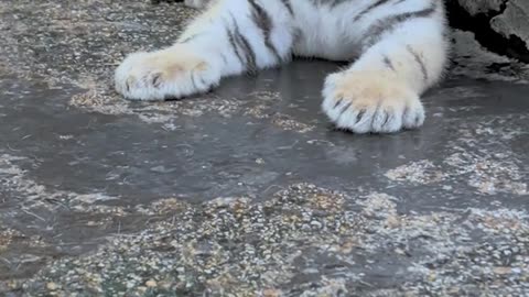 Mother tiger with cubs, what adorable babies