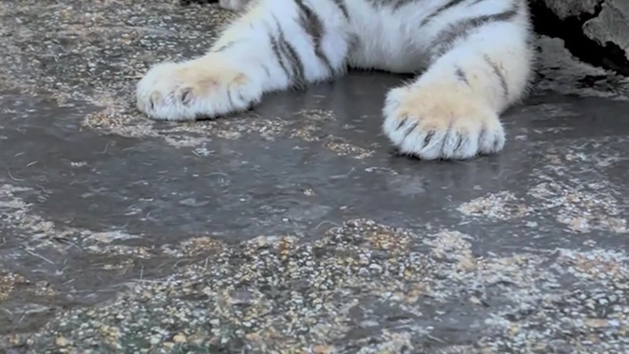 Mother tiger with cubs, what adorable babies