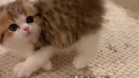 Wait For It... This Kitten's Reaction is Gold! 🐱✨