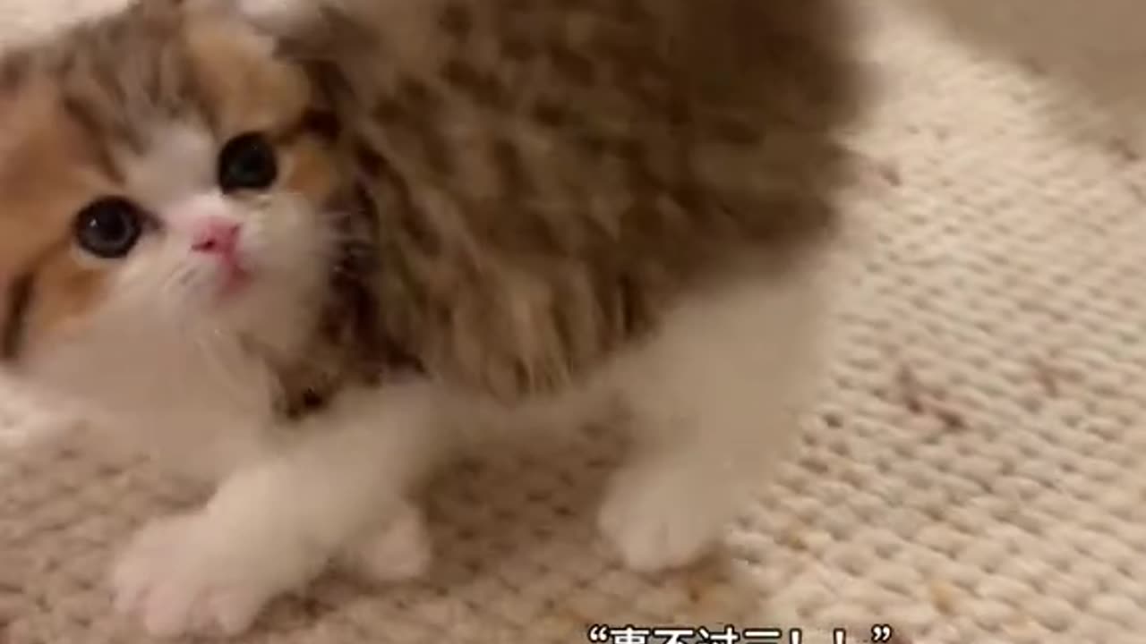 Wait For It... This Kitten's Reaction is Gold! 🐱✨