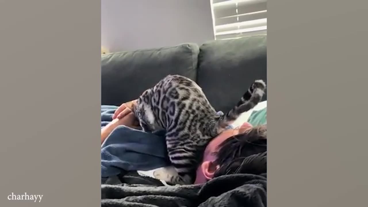 TRY NOT TO LAUGH 😆 Best Funny Videos Compilation 😂😁😆 Memes.