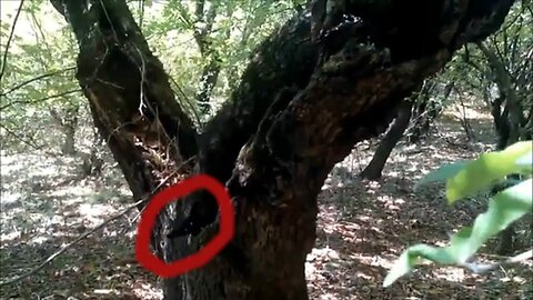 Strange creature was hiding in a hollow tree in the forests of Azerbaijan