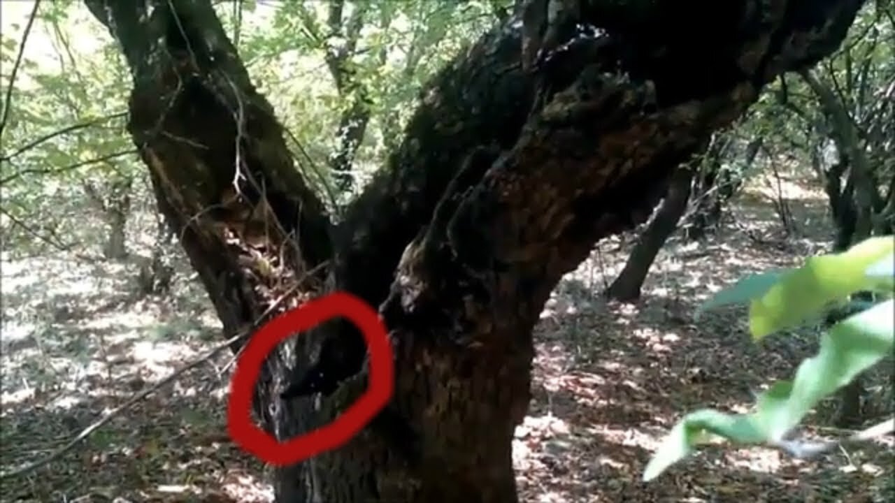 Strange creature was hiding in a hollow tree in the forests of Azerbaijan