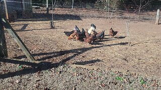 The "new to me" addition to my off-grid power. This is huge.