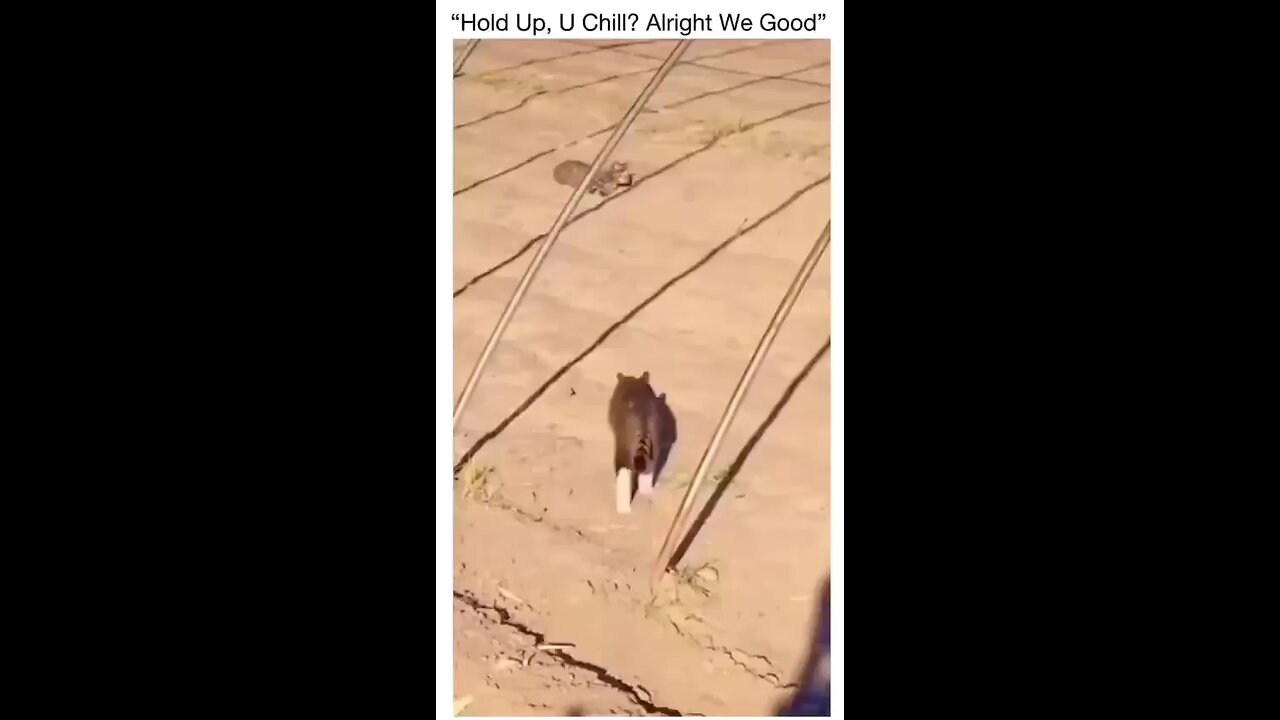 "Hold Up, U Chill? Alright We Good"