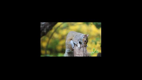 Follow me for more videos 🐈🦜🫶