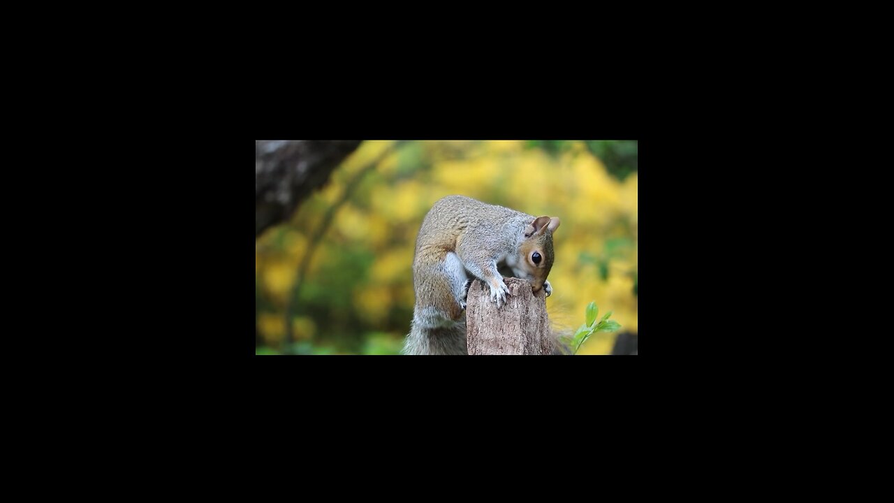 Follow me for more videos 🐈🦜🫶