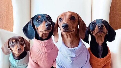 Top Funny Dachshund Dogs Try not to laugh Funny Videos | Playful Dogs Cute Videos