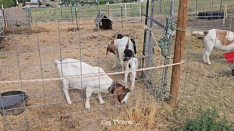 Graham Family Farm NW: 8:20 AM July 4 2025