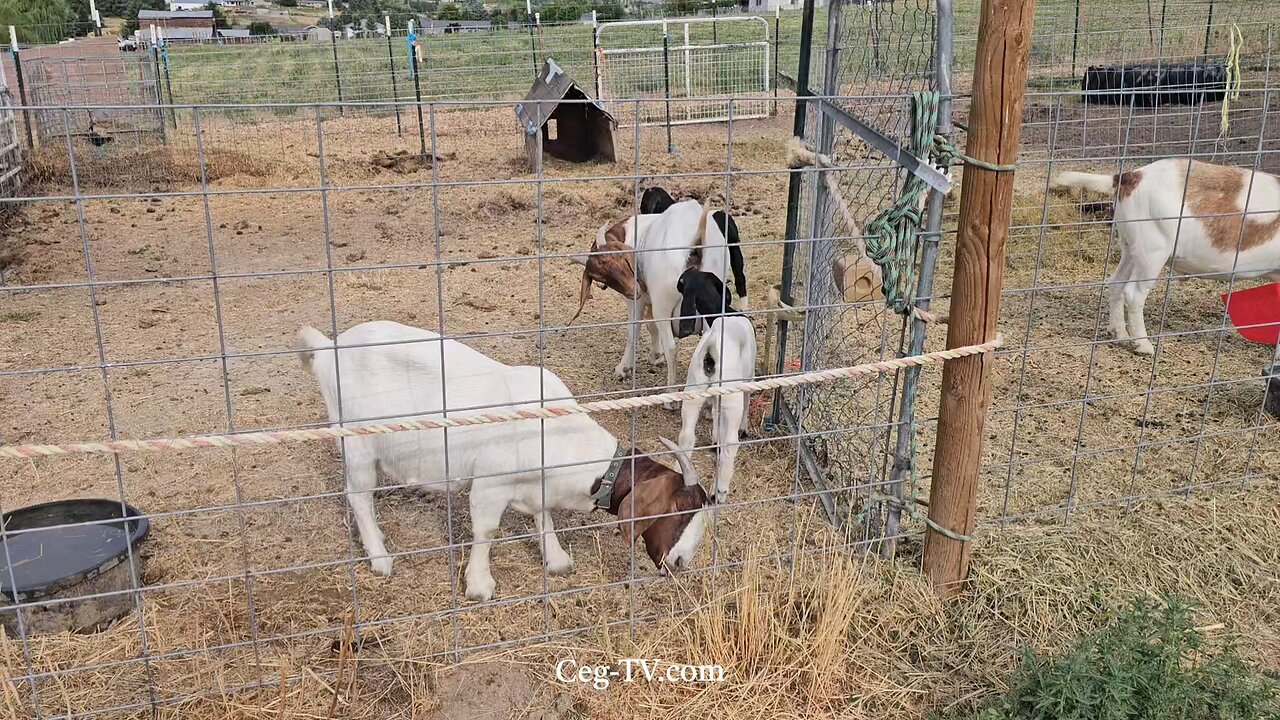 Graham Family Farm NW: 8:20 AM July 4 2025