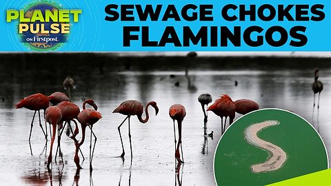 South Africa_ Kamfers Dam Pollution Drives Away 70_000 Flamingos _ Planet Pulse _ N18G