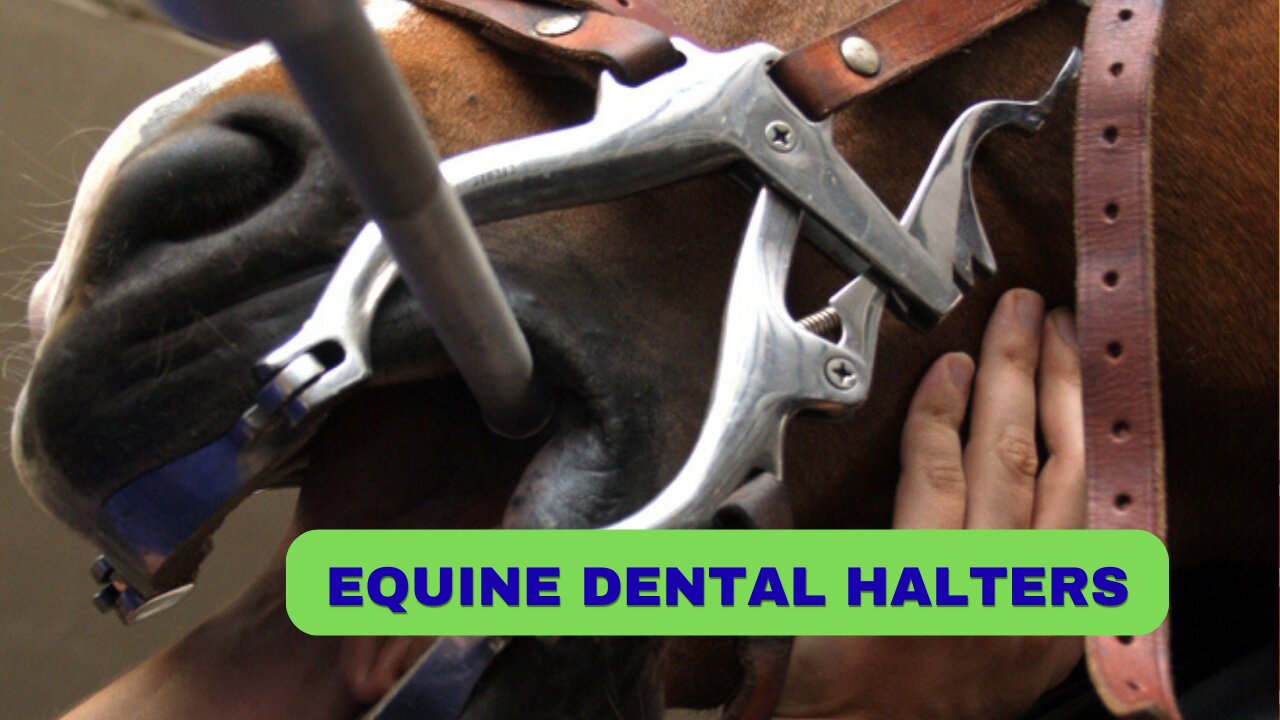 How to Find Equine Dental Halters – A Complete Guide