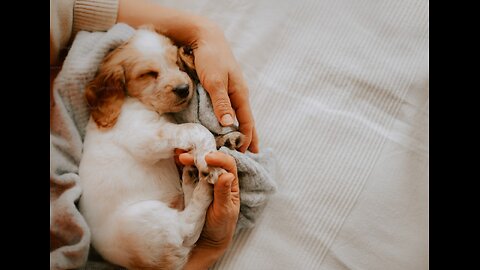 The spark of Joy that dogs bring 🥹💖