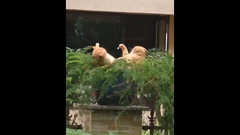 Funny Cats Brazzo