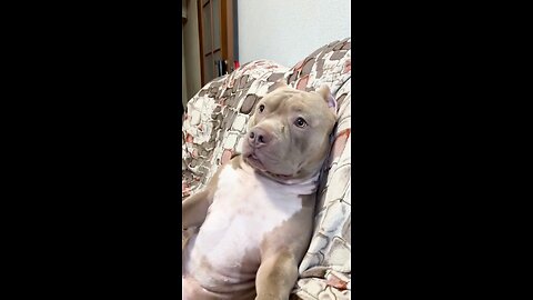 This dog is beautiful its like a big baby love it! ❤️🤗