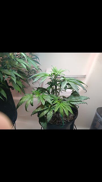 Fruity pebbles week 4 day 5