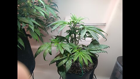 Fruity pebbles week 4 day 5