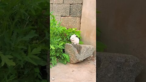 The little rabbit looks so cute when washing his face. Cute pet rabbit. Pastoral cute pet