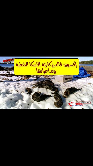 إكسون فالديز: كارثة ألاسكا النفطية وتداعياتها #تلوث #نفط #ألاسكا