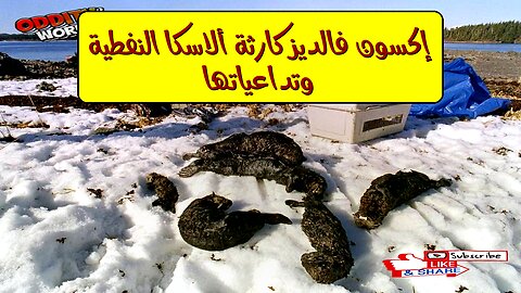 إكسون فالديز: كارثة ألاسكا النفطية وتداعياتها #تلوث #نفط #ألاسكا