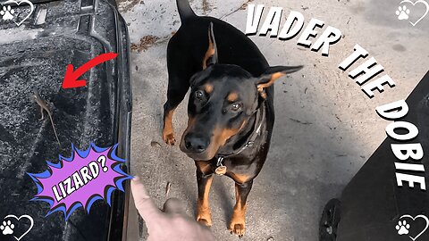 Backyard Toy Hunt 🌞🎾 | Sunshine And Morning Playtime with My Doberman