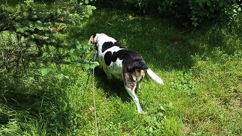 Bandit