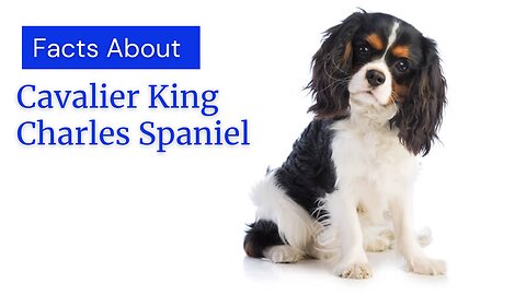 Facts About A Cavalier King Charles Spaniel